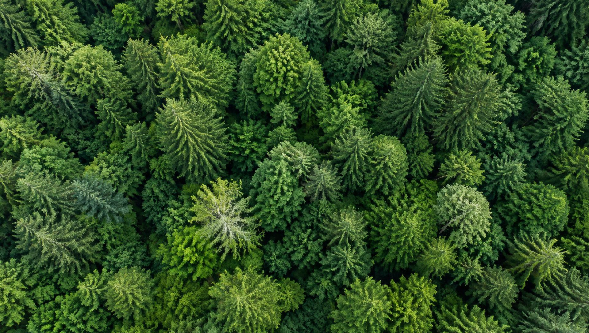 An expansive canopy of lush green rainforest trees seen from above